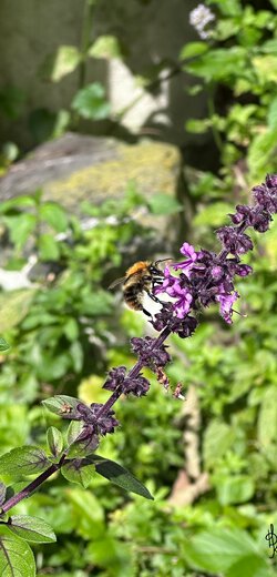 Sommerhitze III